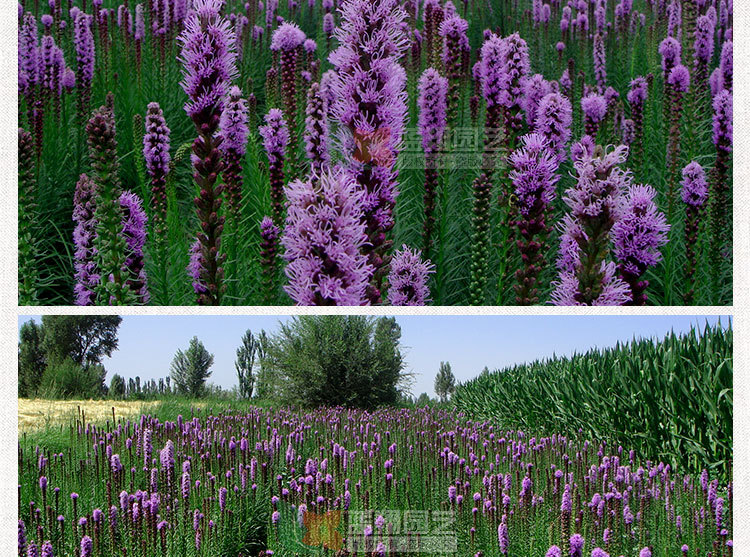 批发趣味观赏花卉种球蛇鞭菊种球鲜切花球根景观花卉庭院阳台绿化