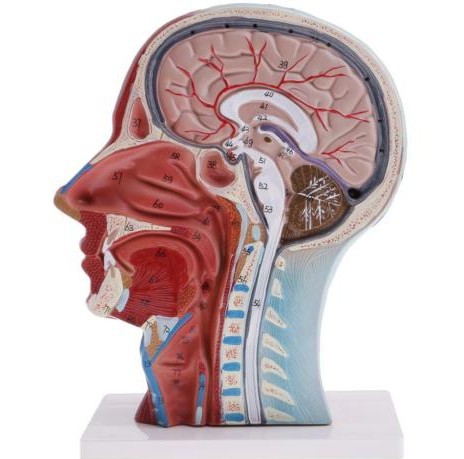 医学 头部正中矢状切面附血管神经模型 面部模型 头部解剖模型