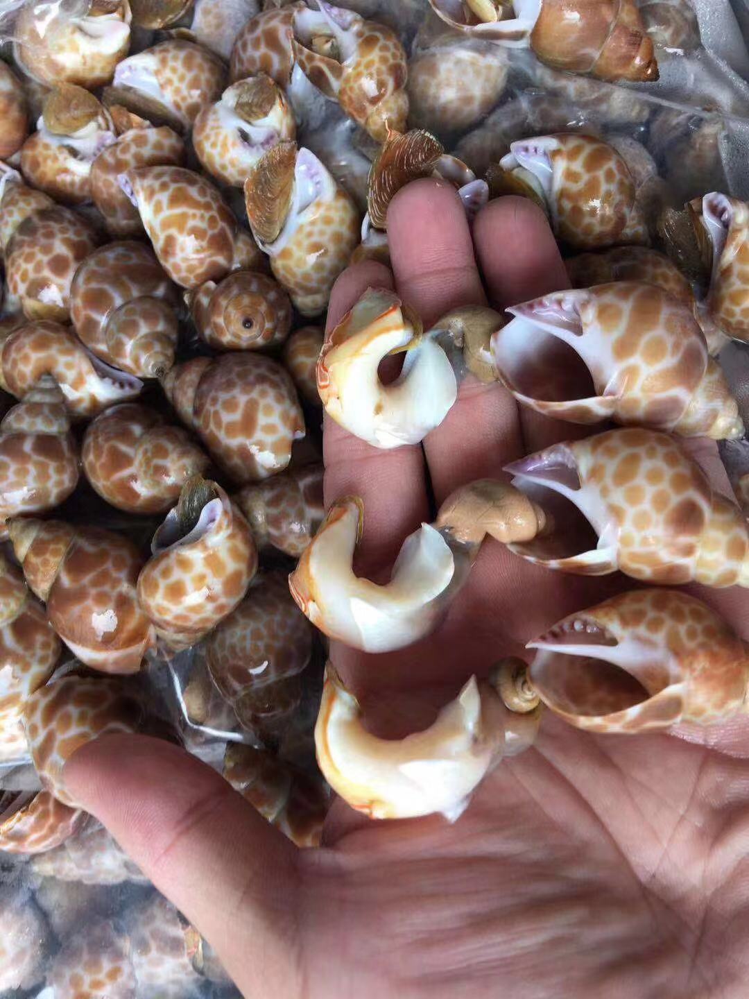 海鲜水产花螺 贝类 冷藏花螺 一手货源 鲜活贝类批发海螺