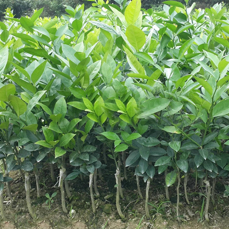 尤力克柠檬树直径8-20公分 成年树 黄柠檬青柠檬树产地果园批发