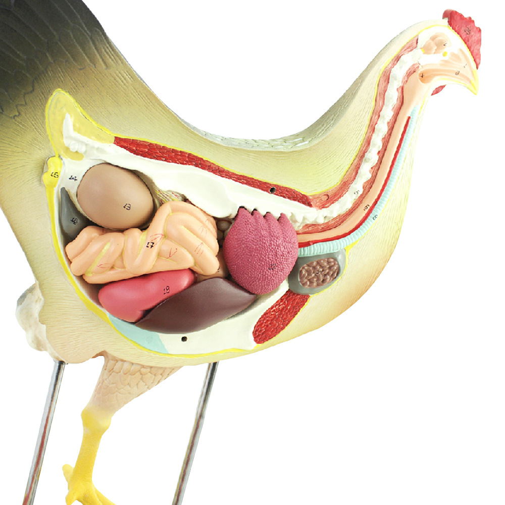 母鸡解剖模型 畜牧器官内脏肌肉神经家禽畜兽医学习动物解剖动物