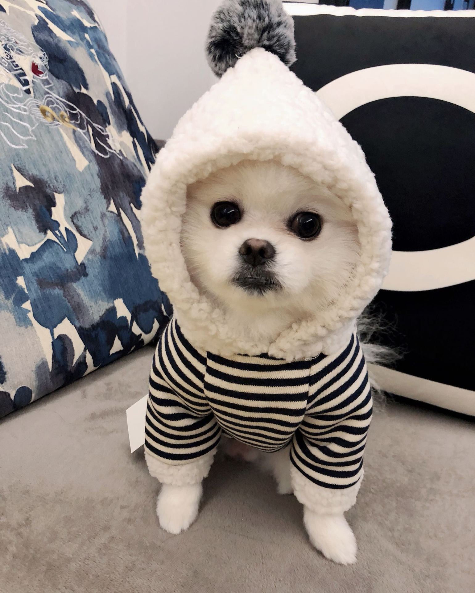 棉质加绒弹力狗狗衣服宠物衣服秋冬法斗巴哥雪纳瑞泰迪加毛带帽