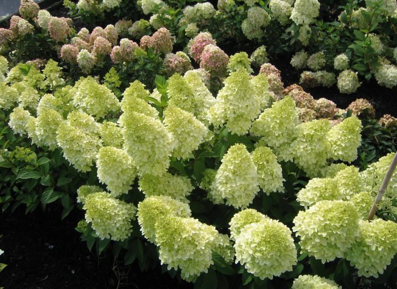 北极熊中华本绣球花树苗盆栽大花绣球阳台室外庭院花卉植物