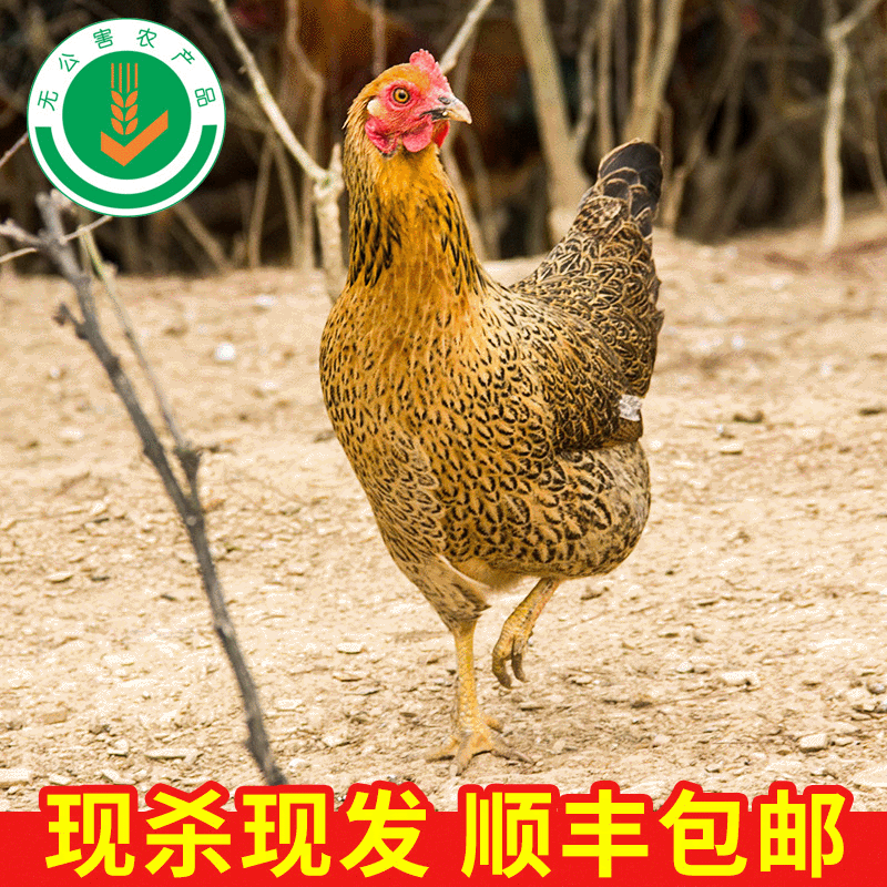 龙游富硒有机认证土鸡 现杀放养土鸡肉农家原生态山林散养老母鸡