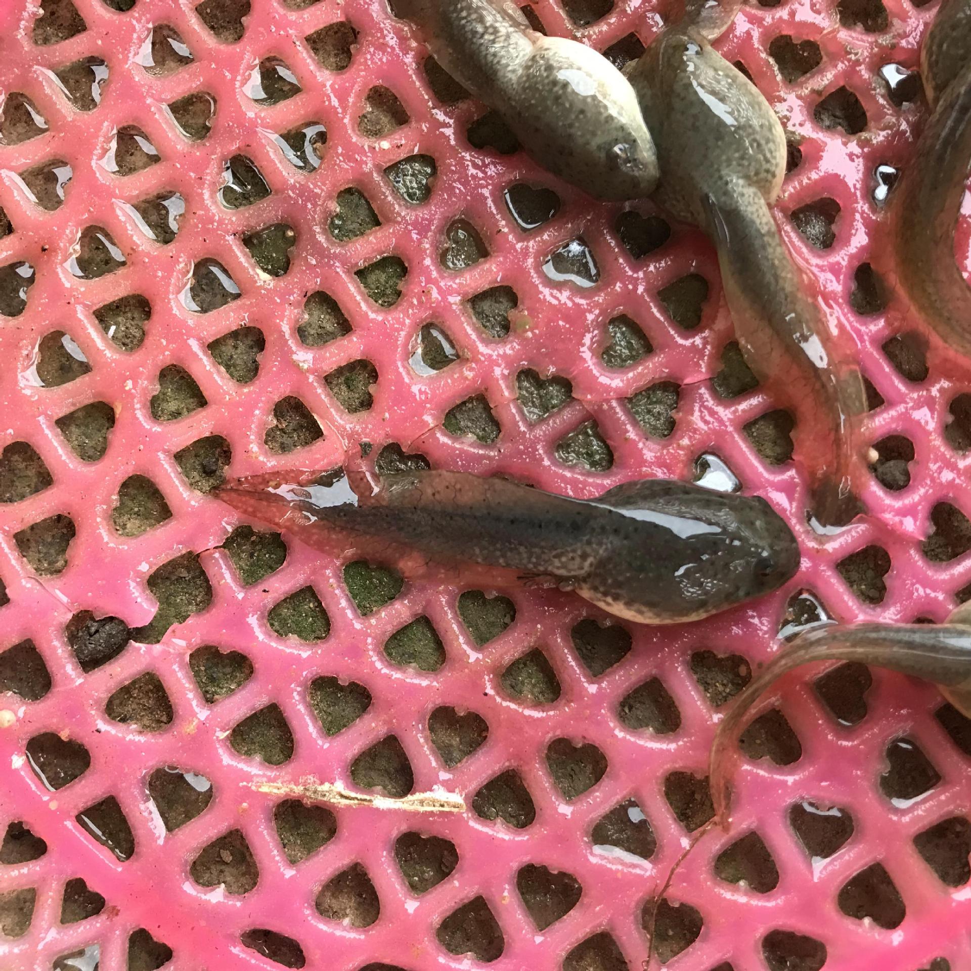 蝌蚪,牛蛙苗,蛙苗