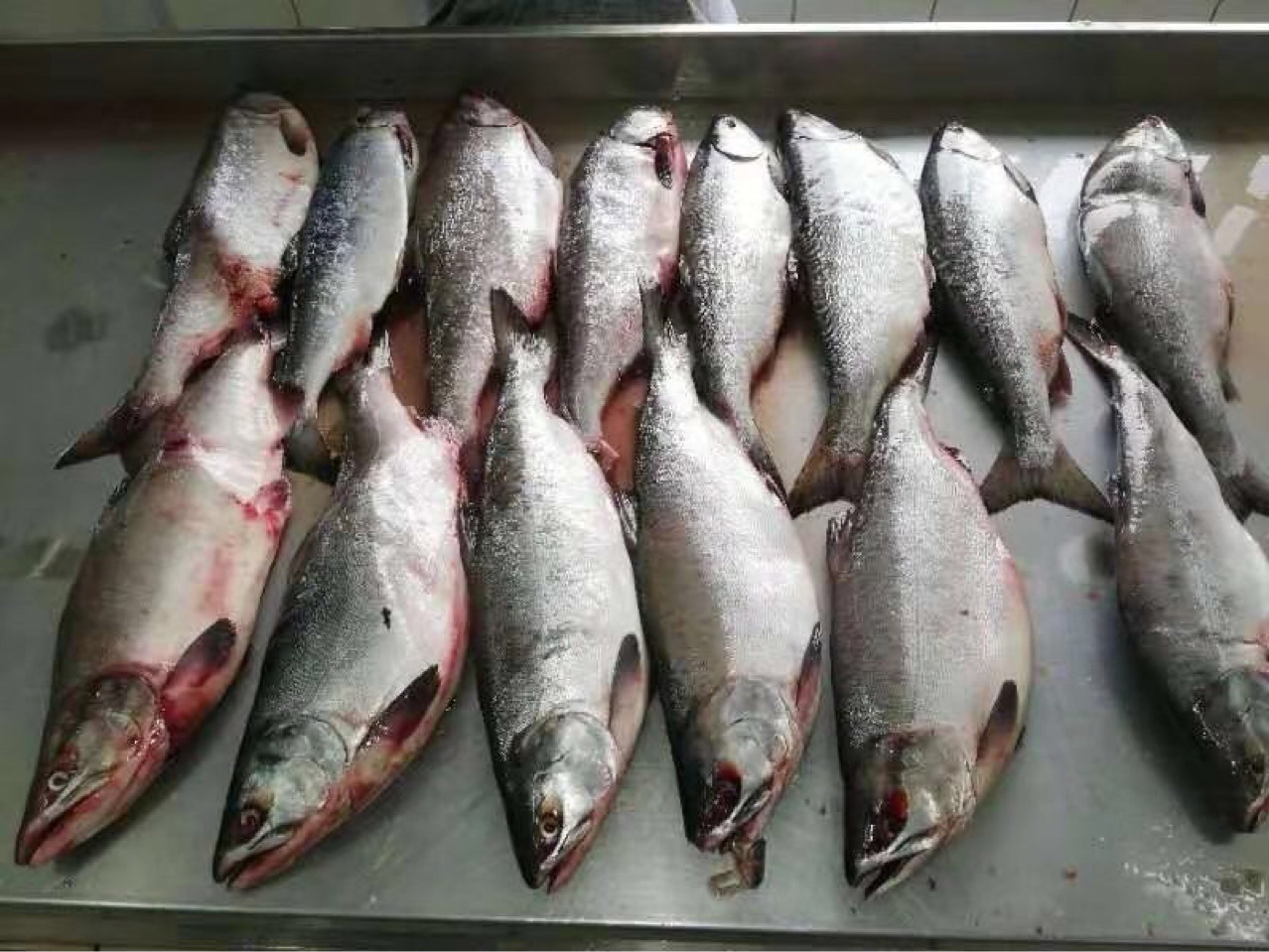 俄罗斯大马哈鱼大麻哈鱼狗鲑粉鲑