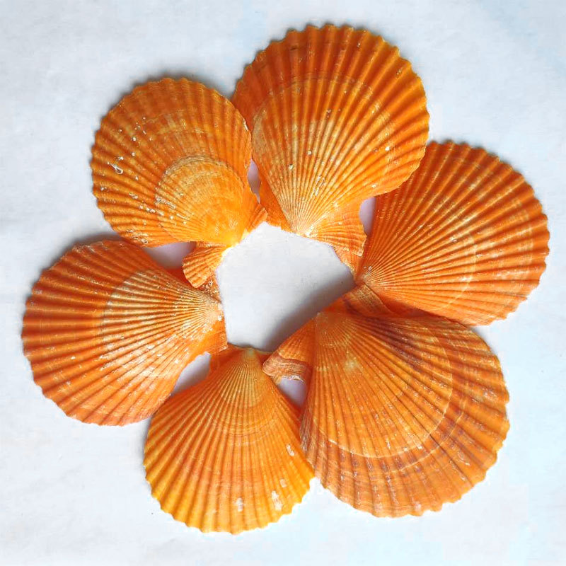 黄扇贝6-8cm贝壳厂家直销七彩扇贝diy原料批发 鱼缸造景 家居装饰