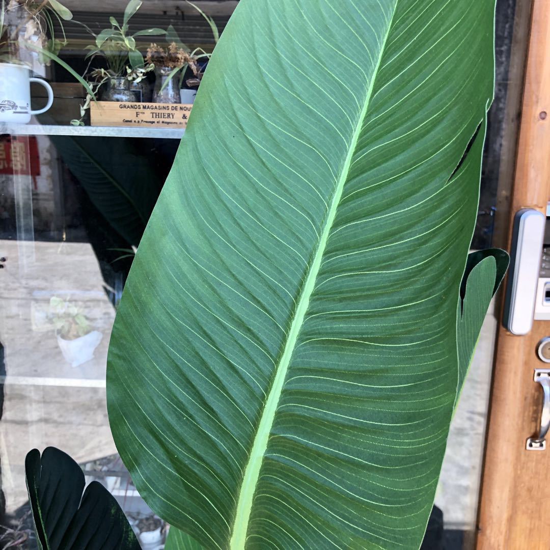 仿真盆栽热带雨林落地盆景芭蕉叶家居酒店装饰场景布置厂家直销