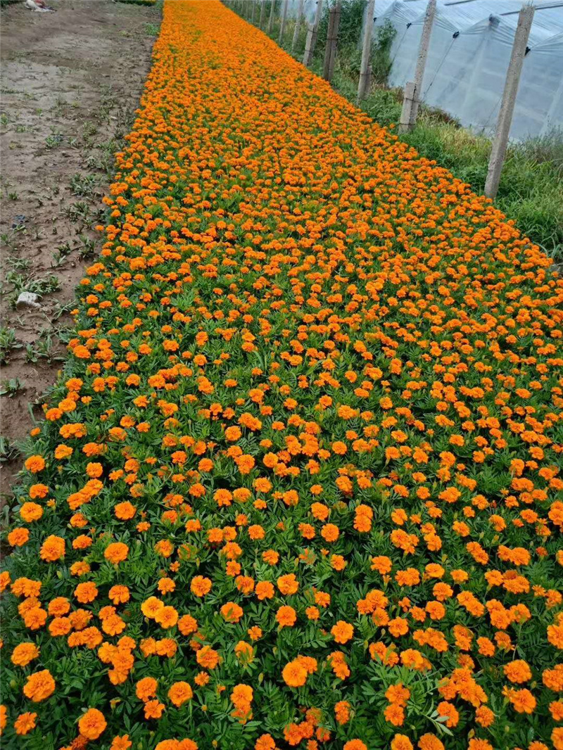 时令草花宿根一年生盆栽现货供应青州宿根花卉绿植花海孔雀草