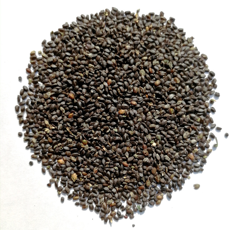 荆芥种子四季可播新芥穗籽花卉种植穗大产量高饱满优质花卉种子