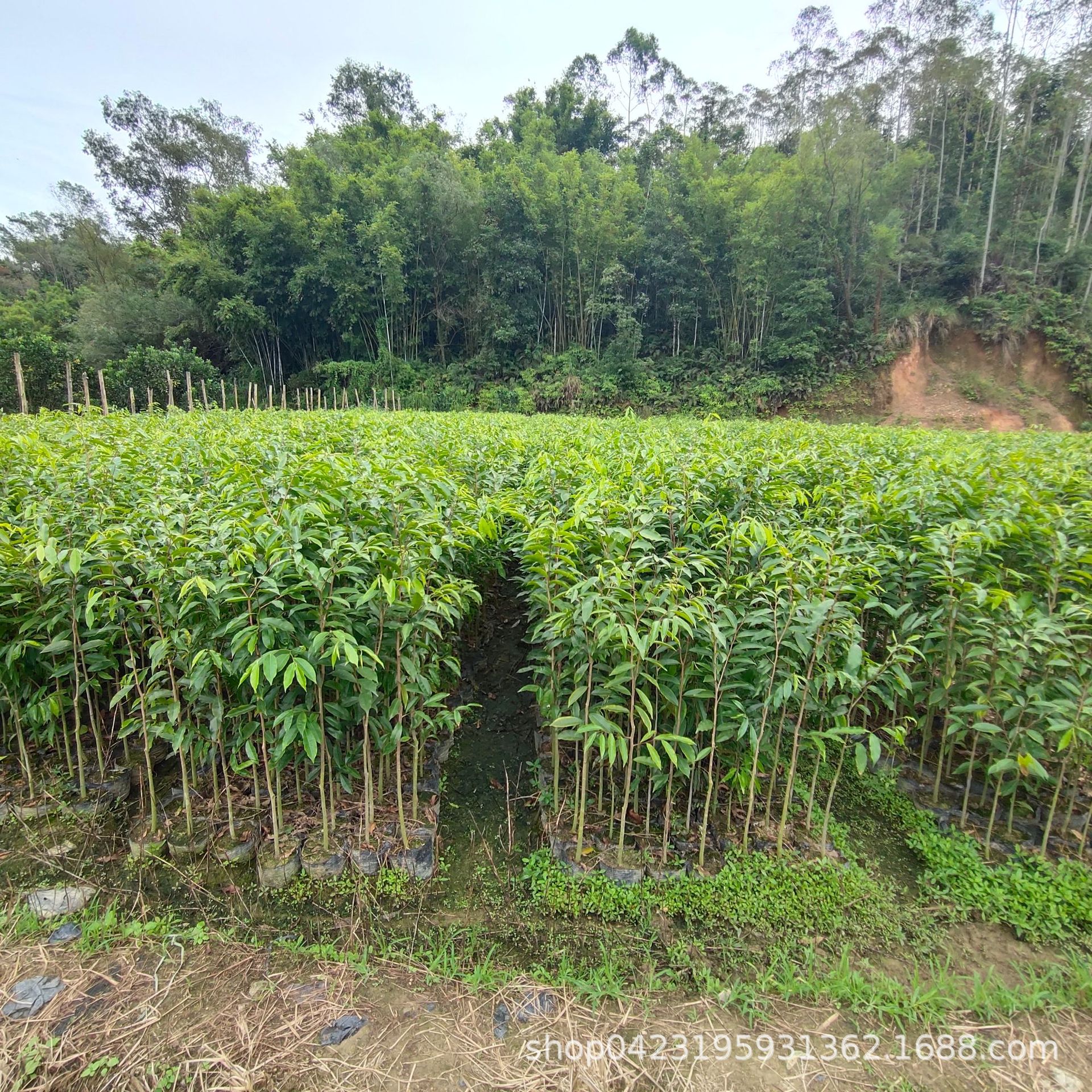 沉香苗 海南沉香苗16×14杯4斤杯苗 白木香苗土沉香苗莞香杯苗木