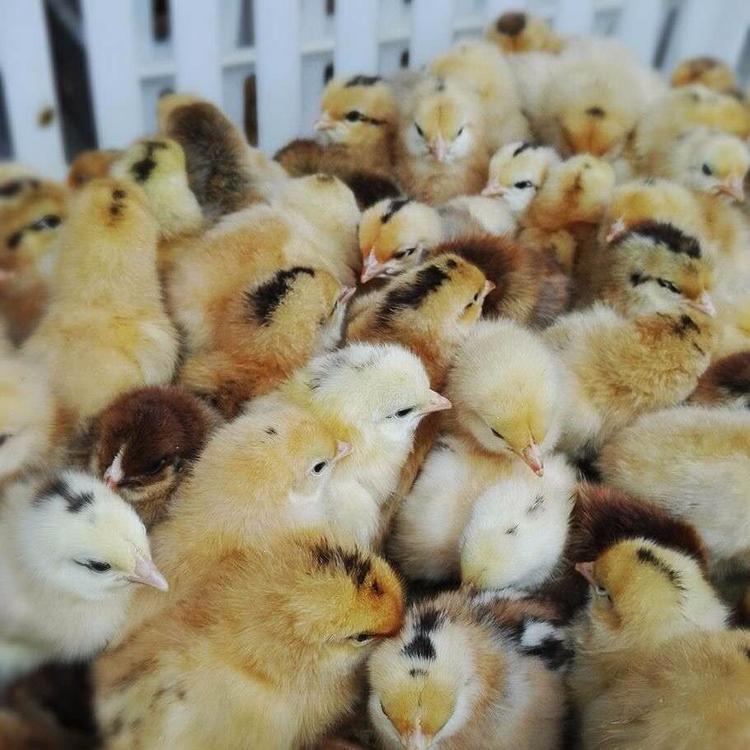 黑羽麻鸡苗 大量 欢迎订购 大红公鸡苗