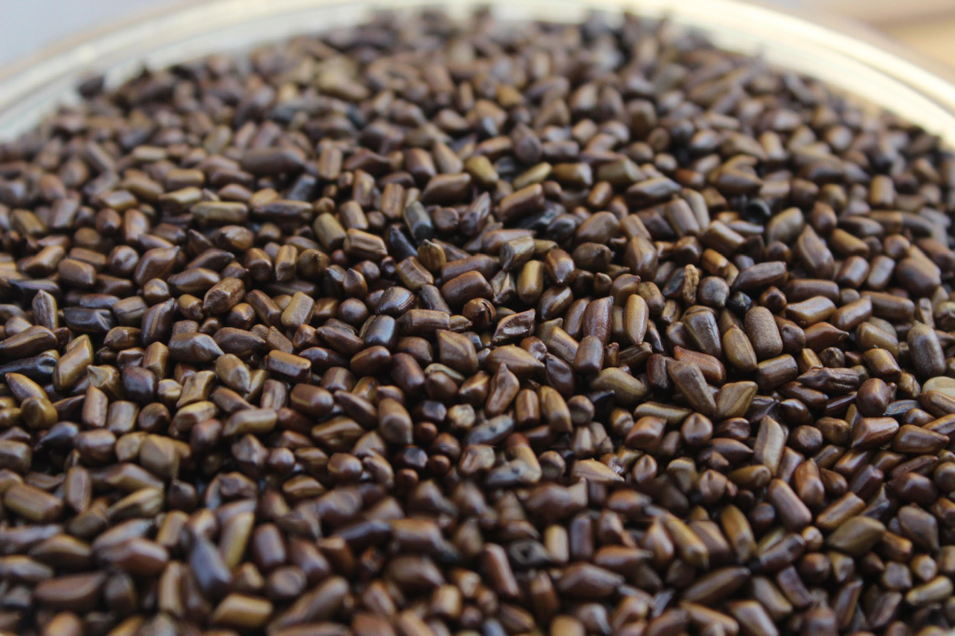 熟草决明子 小粒 枕头芯 儿童玩具 益肾明目