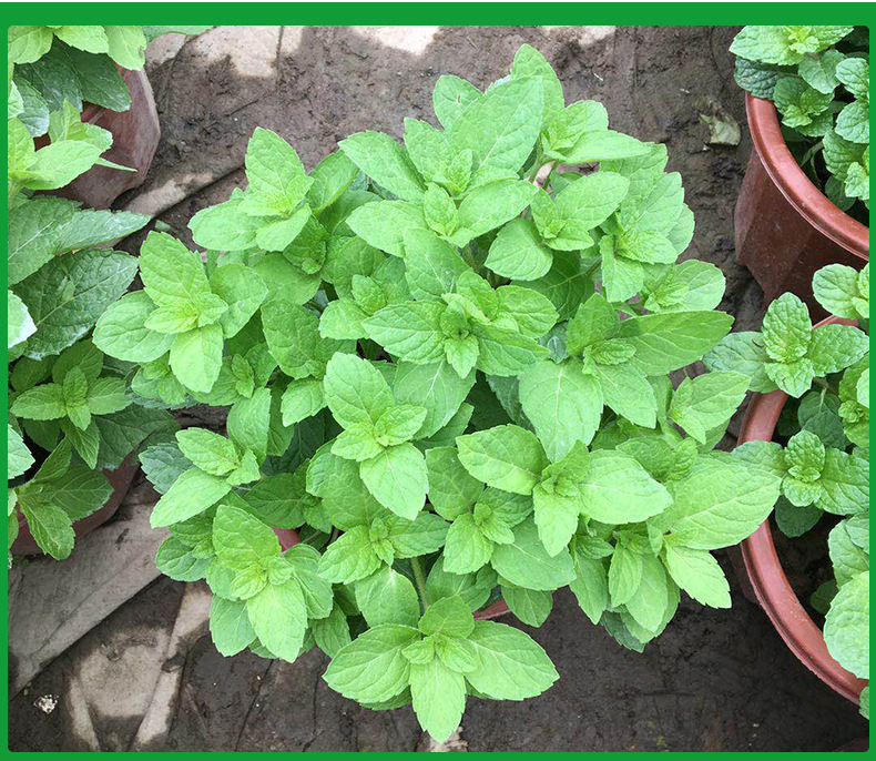 基地直销柠檬薄荷苗盆栽食用绿薄荷盆栽 驱蚊香草植 吸毒草盆栽