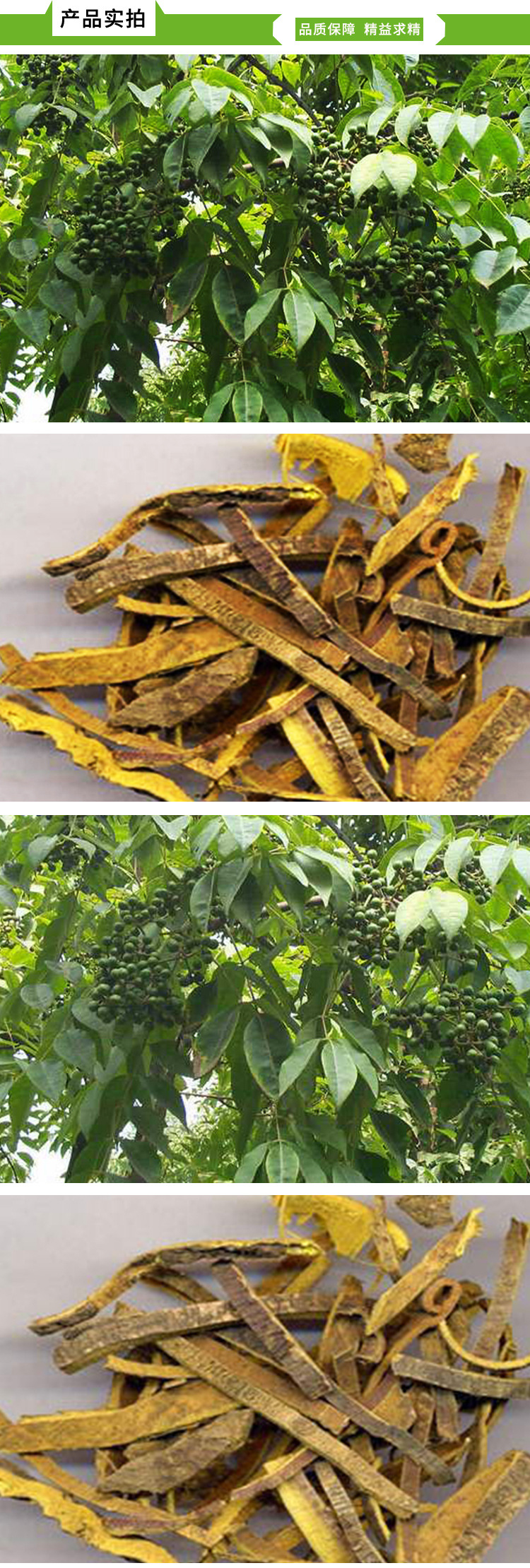 承接中药材黄柏苗批发基地直销实物拍摄