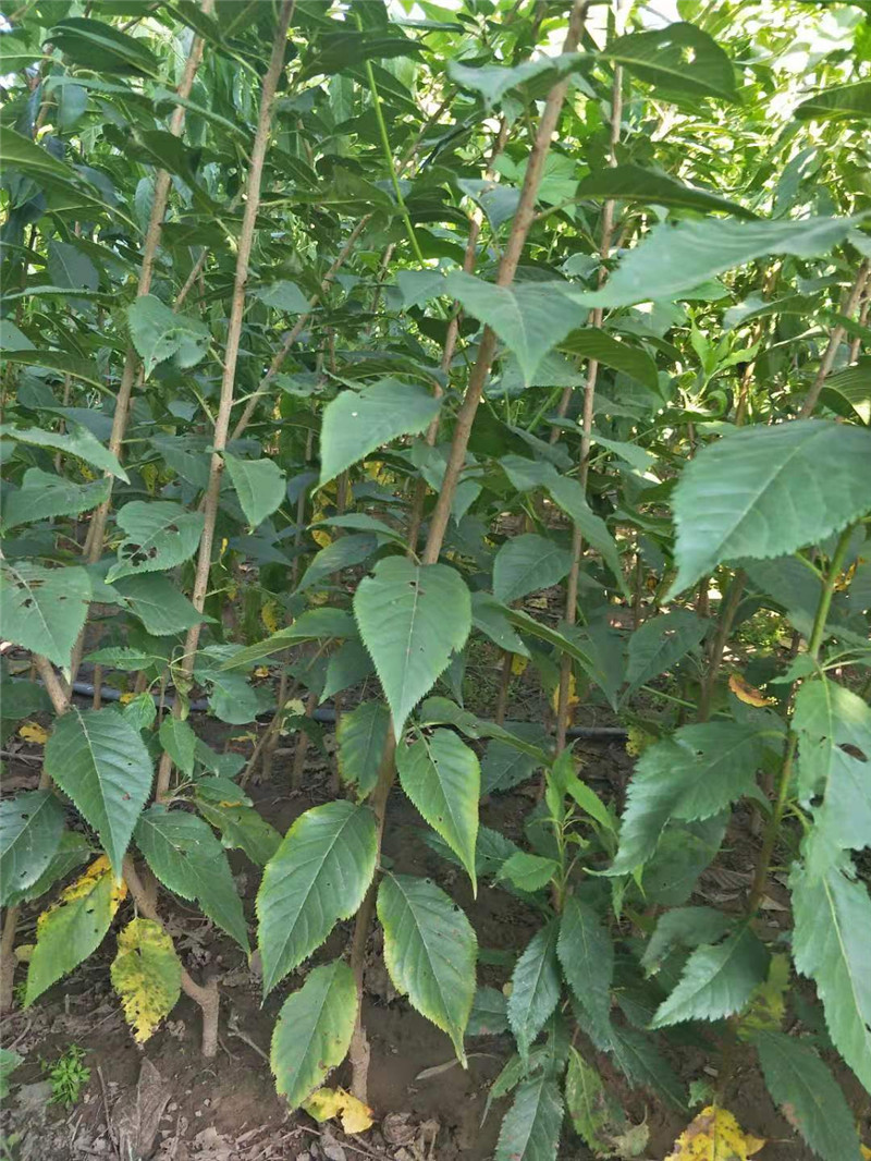 【特价】樱花小苗 精品樱花小苗 日本晚樱小苗 价格低廉 正品