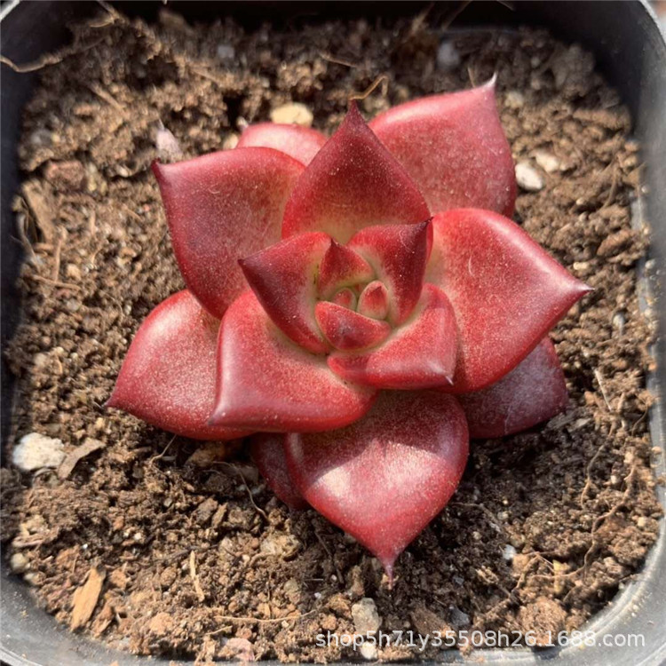 090多肉植物基地限时包邮批发 宝莲灯罗宾单头盆6.5c多肉品种