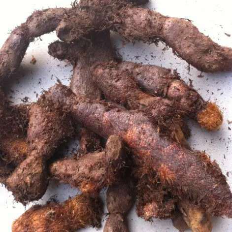 湖南张家界中药材骨碎补毛姜爬岩姜石岩姜新鲜1公斤