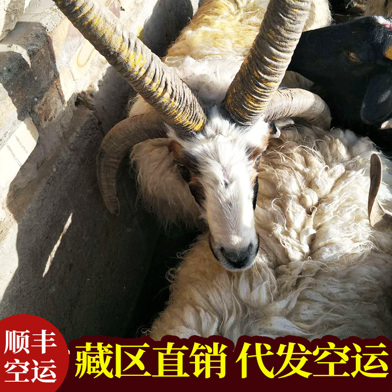 四角羊 六角羊 八角多角绵羊 四角羊产地批发价格一只多少钱