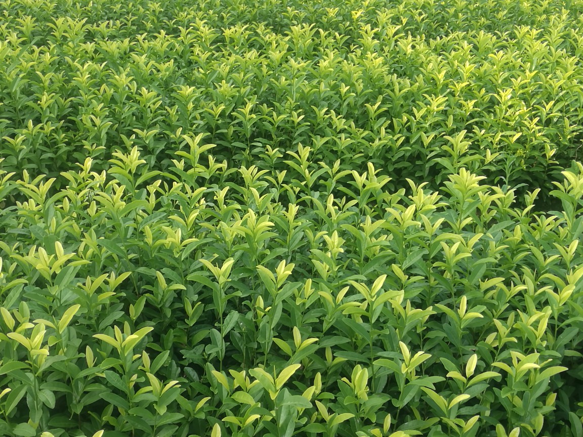 金香玉茶苗 苗木茶叶 金香玉批发 浙江产地供应