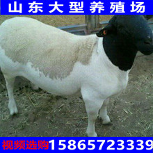 山西活羊出售杜泊绵羊种羊纯种杜泊绵羊养殖场怀孕母羊活羊羊羔子