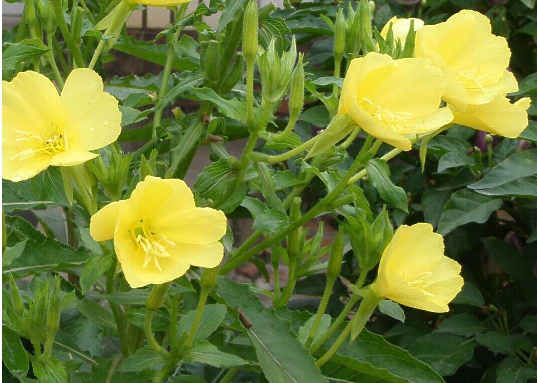 批发花卉种子夜来香种子可盆栽花草种子又名月见草种子美丽月见草