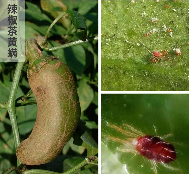 联苯肼酯乙螨唑红蜘蛛农药杀螨剂莓月季柑橘茶黄螨二斑叶螨100克