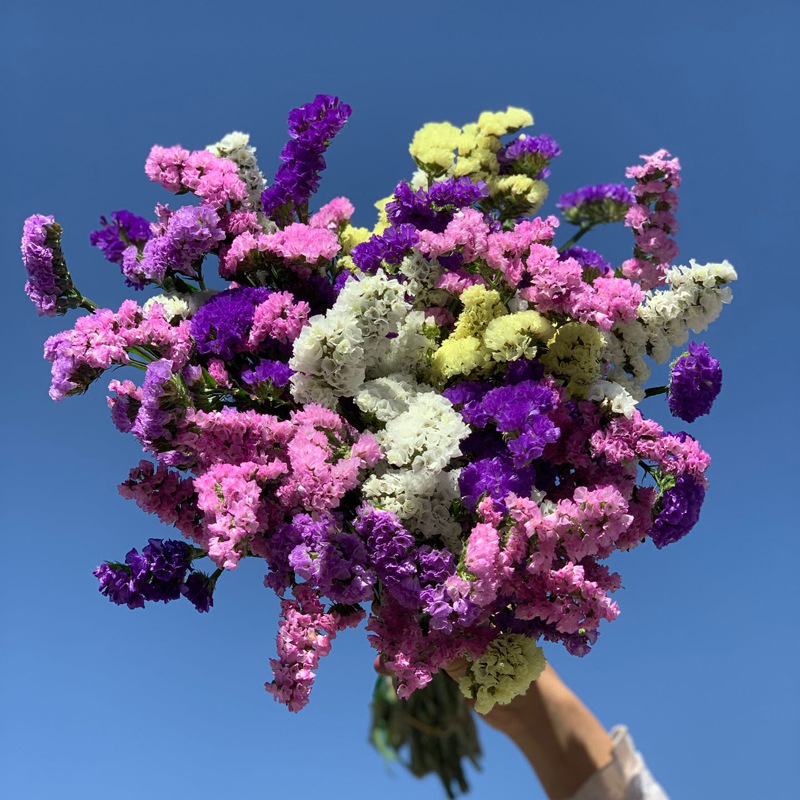 空运云南高品质鲜切花多彩勿忘我鲜切花一件无痕代发