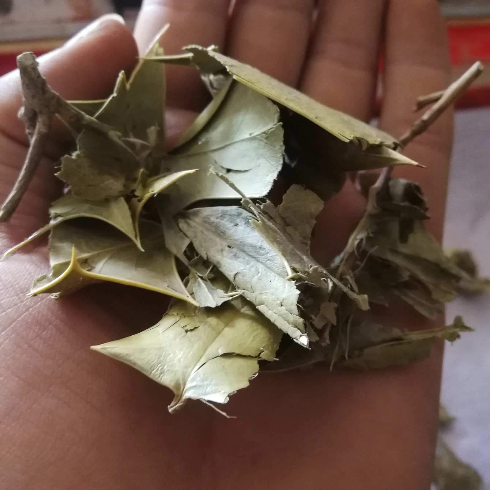 中药材枸骨叶枸骨叶功劳叶十大功劳叶枸骨叶猫儿刺八角刺量大从优