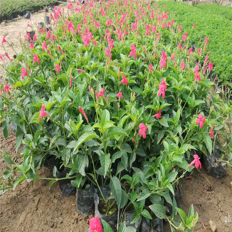 花厂批发大花芦莉 绿植小盆栽粉花芦莉基地带土球发货成活率高