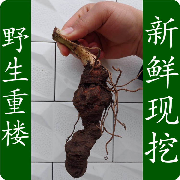 新鲜重楼七叶一枝花华重楼粉质重楼