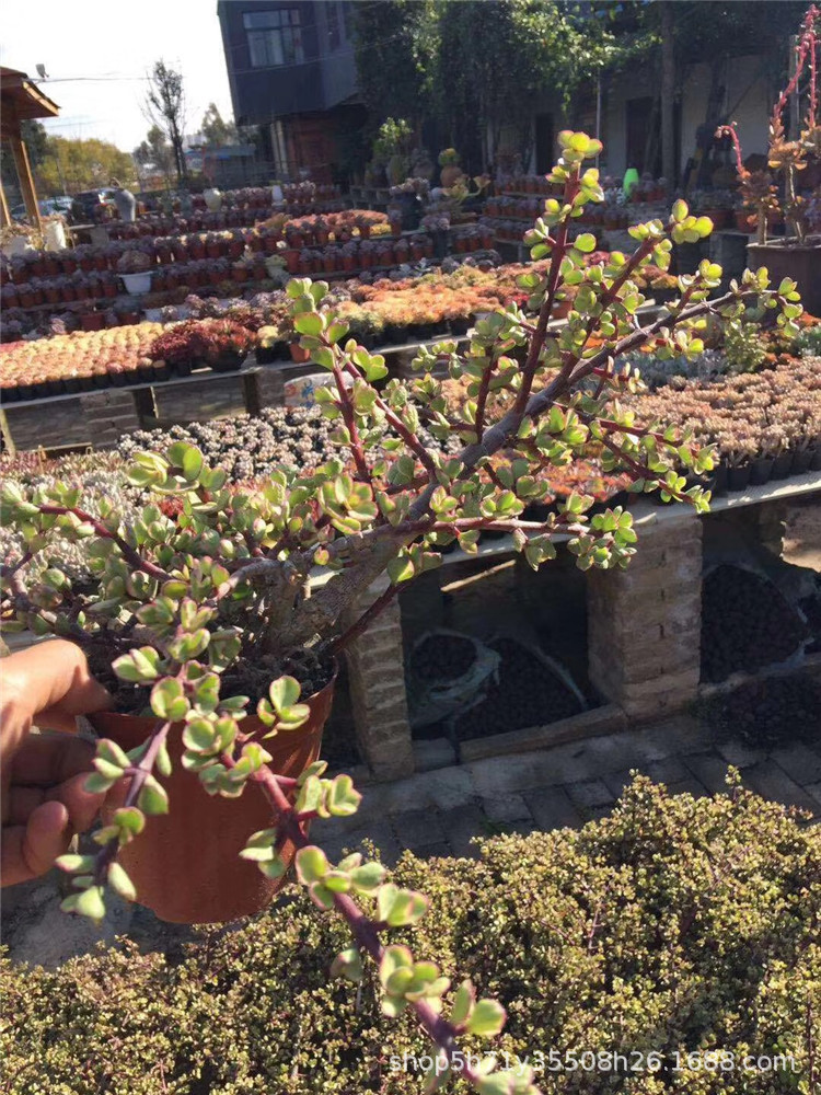 156大棚直销多肉品种 雅乐之舞老桩群生冠幅30cm左右多肉植物