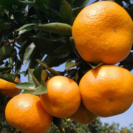 现货销售1米脆红李袭人香李子树离核法兰地红肉恐龙蛋嫁接李子苗-询价