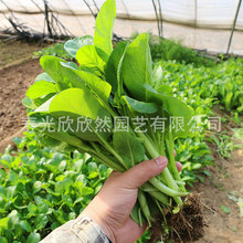 连州菜心种孑种子 广东菜心菜苔种籽 四季蔬菜孑农家青菜四季菜籽