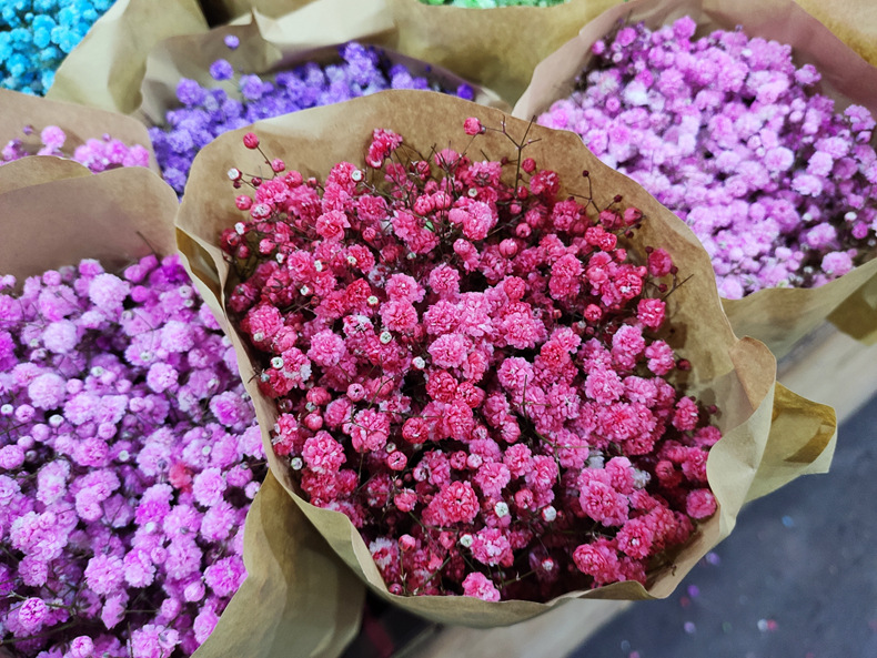 【满天星吸色】花店 云南昆明斗南鲜切花基地直发批发彩色满天星