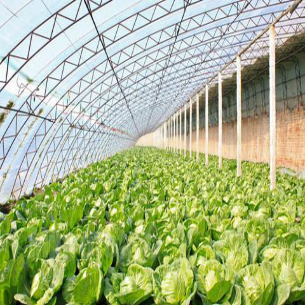 日光薄膜大棚建造预算 冬暖式温室大棚造价 蔬菜大棚承建商