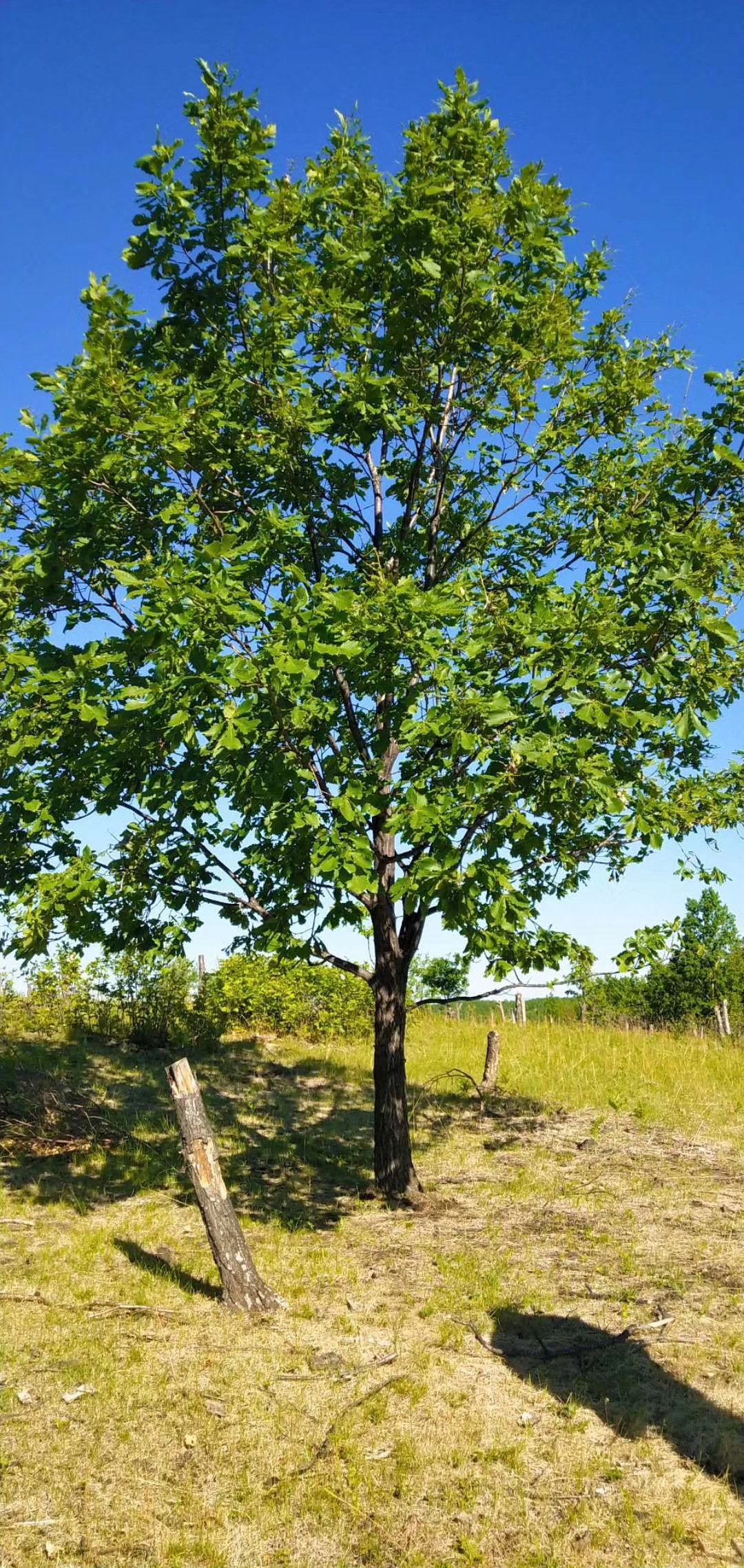 供应8--15公分蒙古栎从生蒙古栎丛生 辽东栎