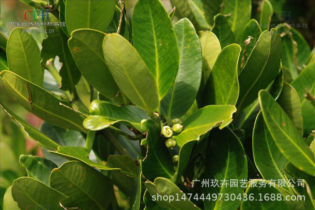 福木观叶植物观叶小乔木公园庭院景观绿植景观树木