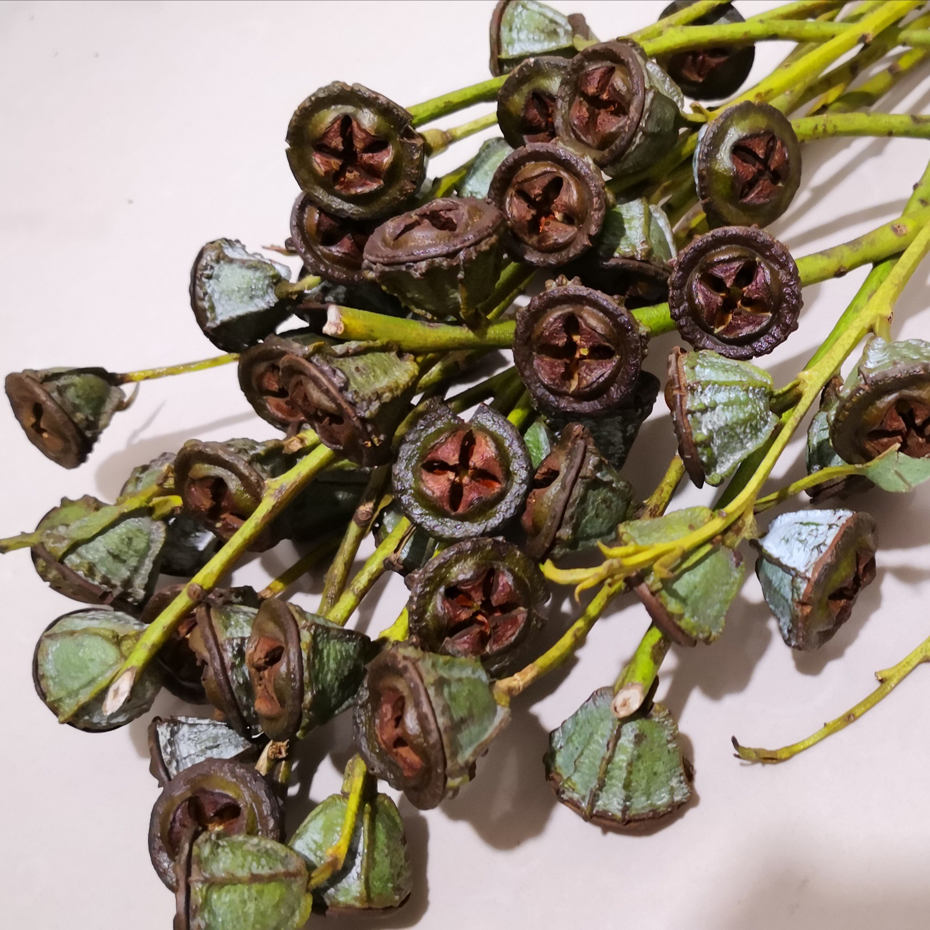 尤加利果干花 僵尸果小米果桉树果干花批发 十克拉星干花花艺装饰