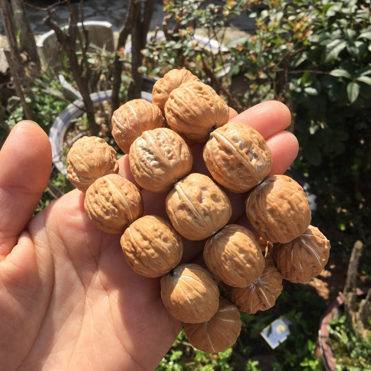 天然野生小核桃手串 文玩麻核桃手链 原色秋子小核桃约22mm