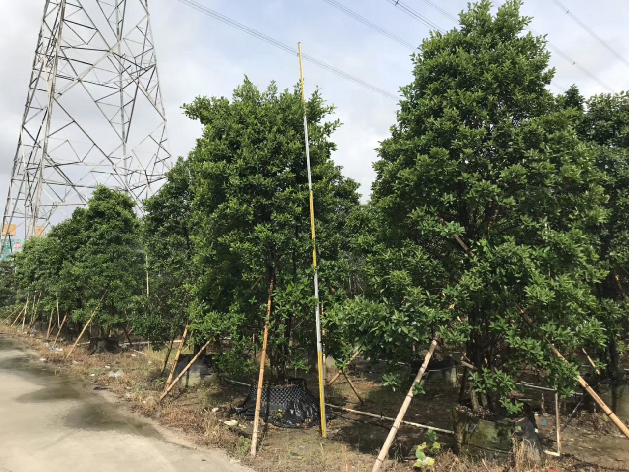 908供应 多杆 丛生和顺树 3-4米高袋苗 容器苗 四季常青 基地直销