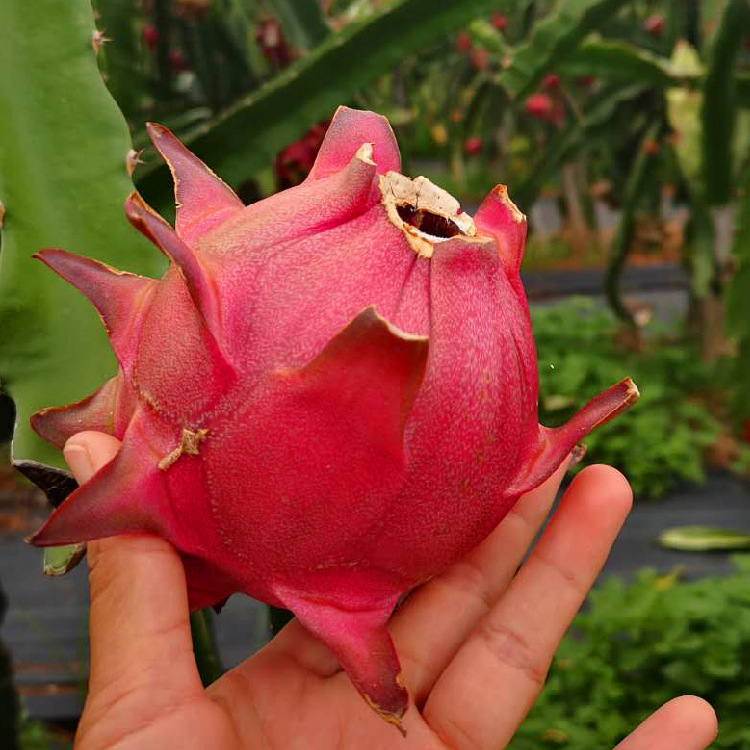 云之萌萌果京都一号红心火龙果 新鲜水果火龙果-阿里巴巴