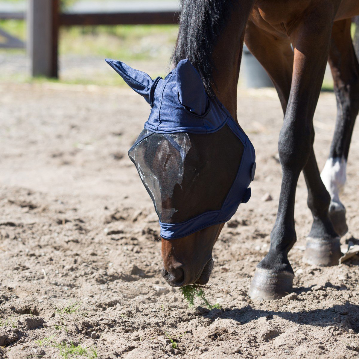 马面罩 马蝇耳罩 亚马逊马面罩 马用防蝇防蚊面罩 透气灰色面罩