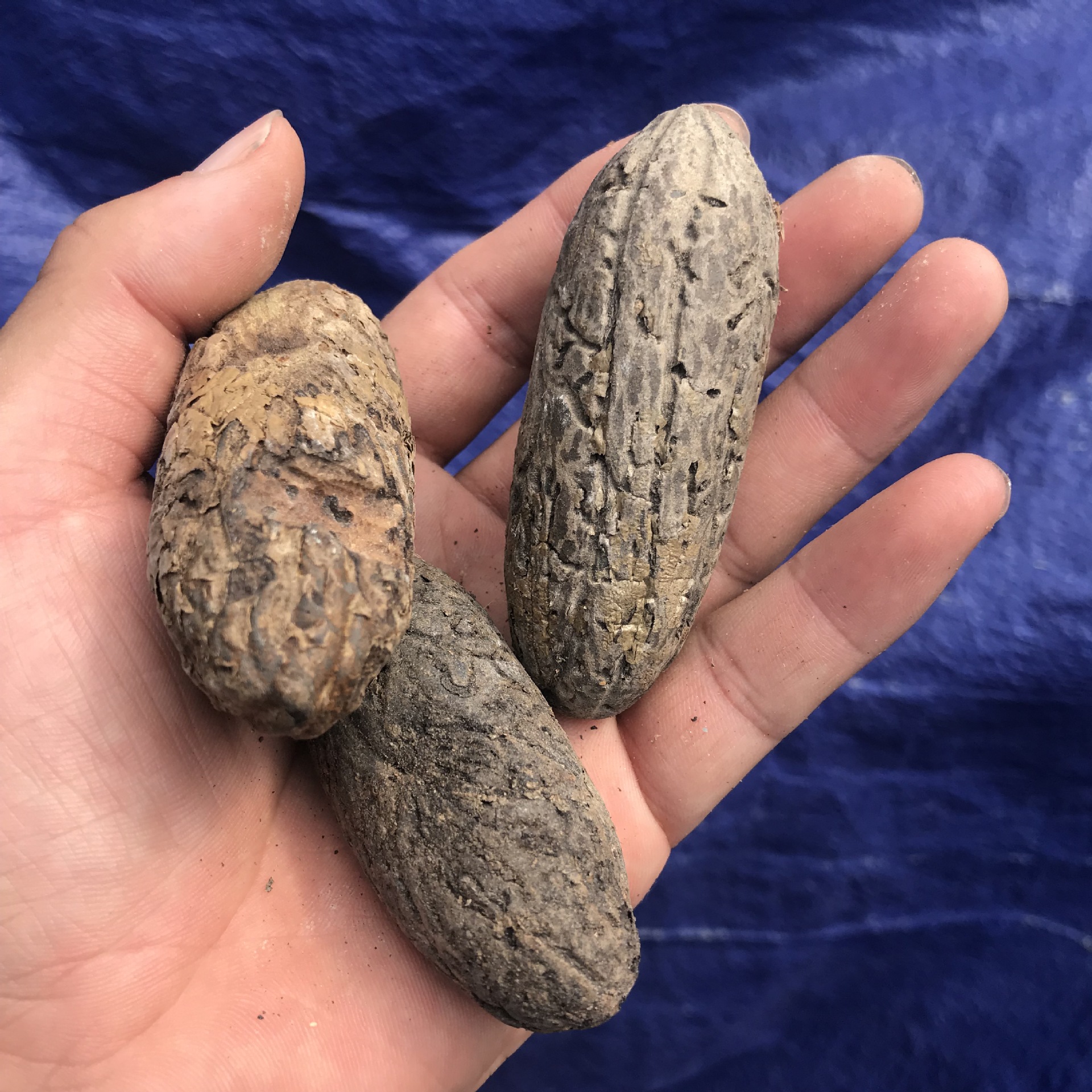 精品千眼菩提子原籽原料红果绿果通货按斤手把件手串风化老果风华