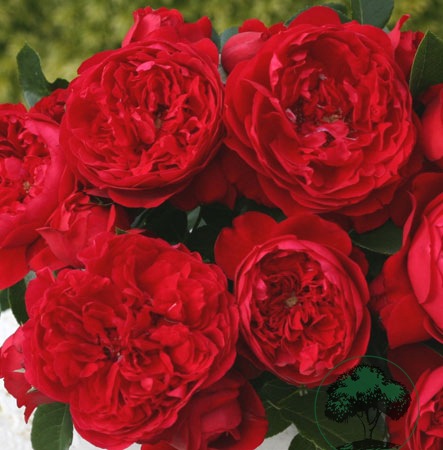 大型藤本月季花苗佛罗伦萨四季开花红色玫瑰阳台围墙观花多花蔷薇