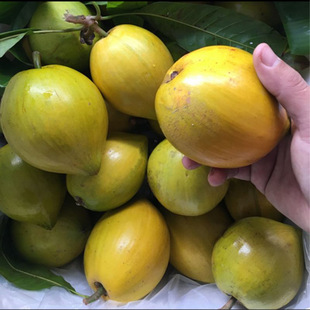 越南鸡蛋果进口水果特产热带水果产地直供一件代发包邮批发