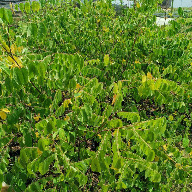 1年杨桃种苗 2年蜜丝杨桃树苗 4年甜杨桃嫁接果树苗