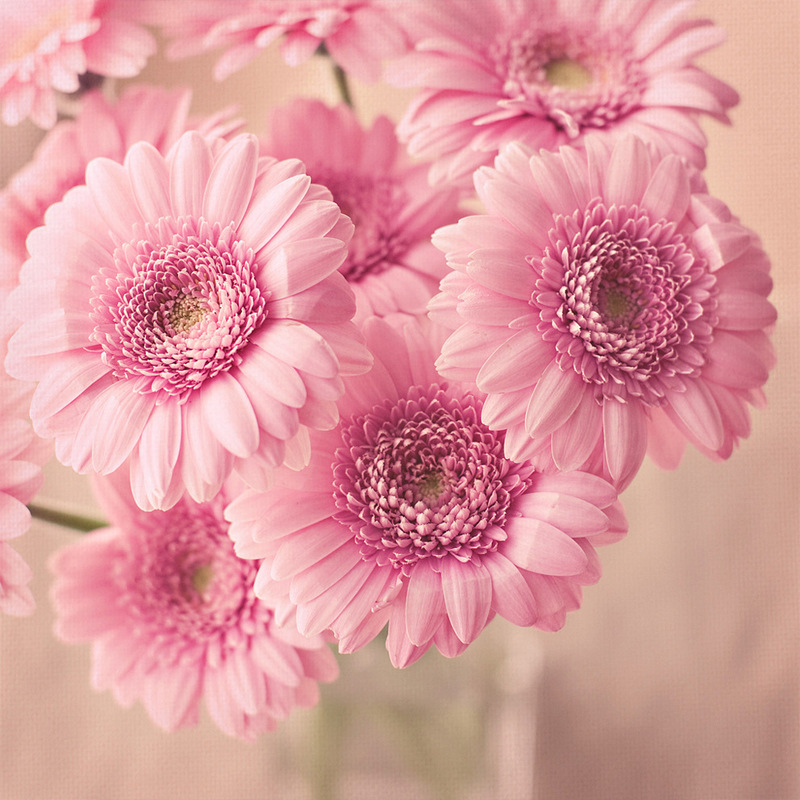 钻石画diy粉色菊花 2.8尖顶圆满钻绣 客厅装饰 新款图片厂家定做