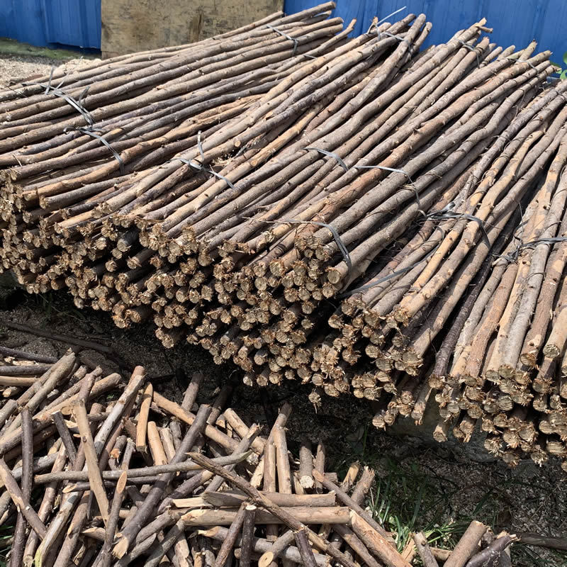 实木树杆仿真植物木杆 桉树树杆有树皮大量供货 接受oem订单