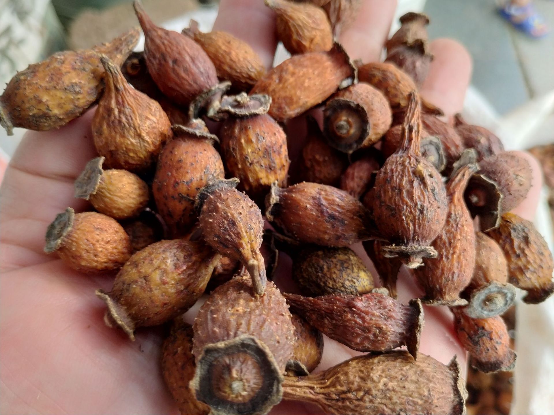 金樱子野生榆子金罂子刺梨子优质中药材泡酒山石榴山鸡子产地批发